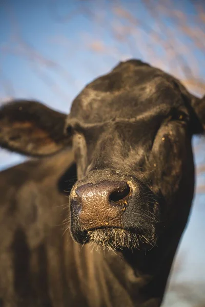 Retrato Vertical Uma Vaca Adorável Contra Fundo Céu Azul — Fotografia de Stock