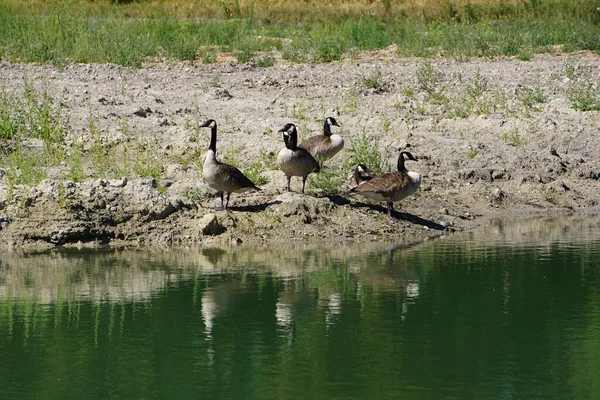 カナダガチョウ Branta Canadensis の群れが湖に反射している — ストック写真