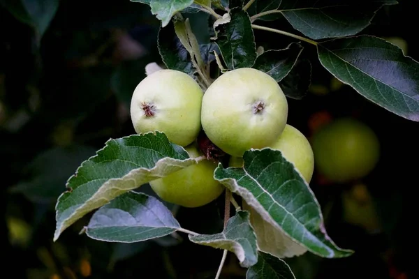 A closeup shot of four delicious green apples hanging on a tree\'s branch