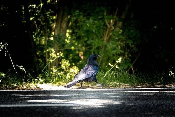 Corvo Negro Caminhando Uma Estrada Perto Uma Floresta Sob Luz — Fotografia de Stock
