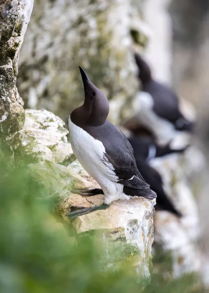 Egy Közönséges Guillemot Ült Bempton Sziklákon — Stock Fotó