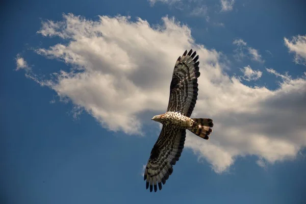 Ein Tiefflug Der Rohrweihe Circus Pygargus Flug Gegen Einen Wolkenverhangenen — Stockfoto