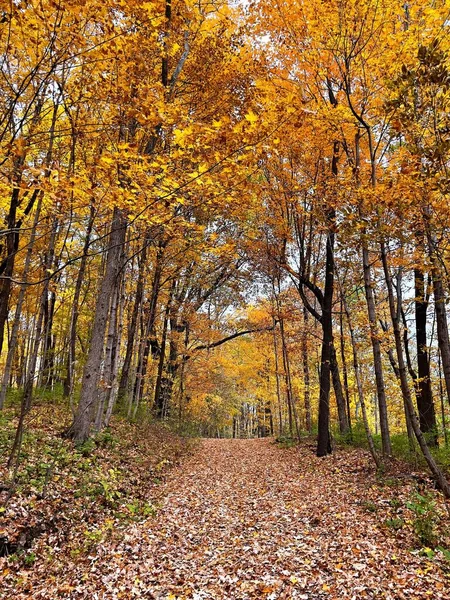 Path Surrounded Autumnal Trees Indiana Usa — Stock Photo, Image
