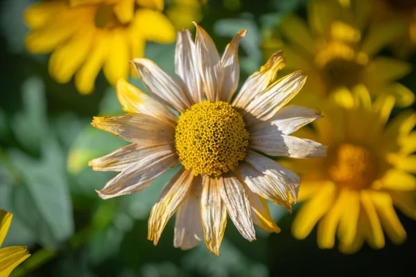 Top View Blooming Wilting Yellow Daisy — Stock Photo, Image