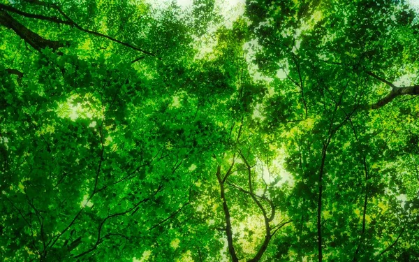 Uma Visão Baixo Ângulo Árvores Verdes — Fotografia de Stock