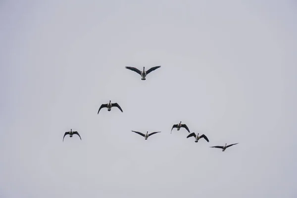 Ángulo Bajo Impresionante Una Bandada Gansos Volando Cielo —  Fotos de Stock