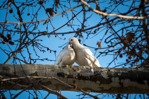 Низкоугольный Снимок Двух Белых Голубей Влюбленных Ветку — стоковое фото