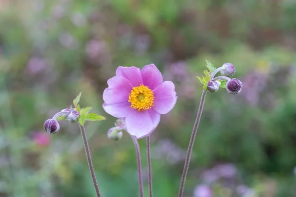 Closeup Shot Purple Anemone Flower Buds Field — Stock Photo, Image