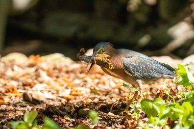 Yeşil balıkçıl balığının yiyeceğini ısırırken seçici bir odak noktası.