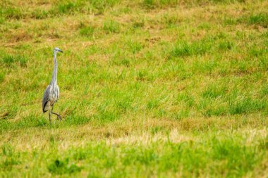 Bir çayır üzerinde gri balıkçıl (Ardea cinerea)