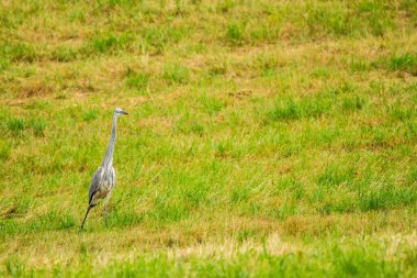 Bir çayır üzerinde gri balıkçıl (Ardea cinerea)