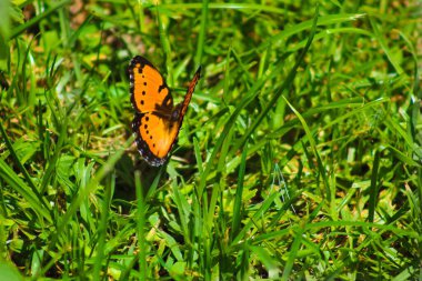 Gün boyunca otların arasında bir kommodorun yakın plan çekimi.