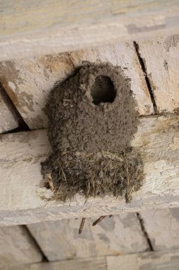 Ahır kırlangıcının ahşap tavandaki yuvasına yakın çekim
