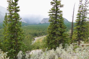 Bulutlu bir günde, ormanın içindeki güzel bir ağaç manzarası.