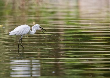 Güneşli bir günde gölde güzel bir balıkçıl manzarası.