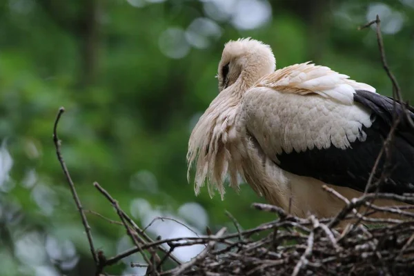Closeup Shot White Stork Ciconia Ciconia Perched Nest — Stock Photo, Image