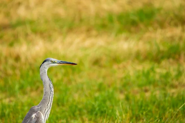 Zbliżenie Szarej Czapli Ardea Cinerea Użytkach Zielonych — Zdjęcie stockowe