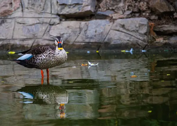 Söt Spot Billed Duck Sjö Medan Vila — Stockfoto