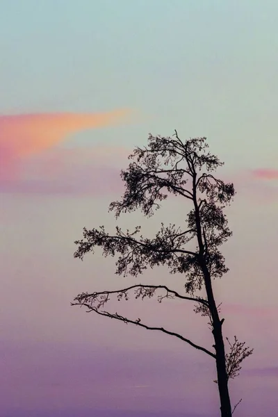 Vertikal Skott Siluett Ett Träd Mot Färgglad Himmel — Stockfoto