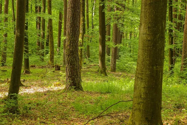 Ландшафт Дерев Трави Лісі Німеччині — стокове фото