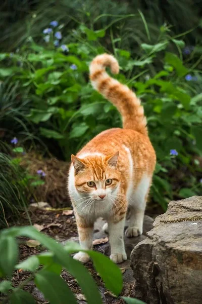 Eine Vertikale Aufnahme Einer Ingwerkatze Der Natur — Stockfoto