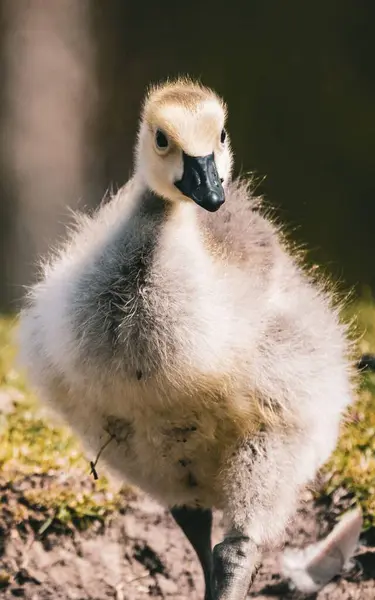 Gros Plan Mignon Gosling Dans Champ — Photo