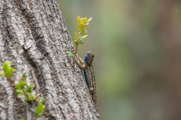 Selective Focus Shot Blue Bellied Lizard Tree Trunk — Stock Photo, Image