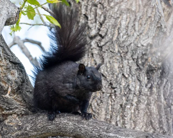 Closeup Cute Black Squirrel Sitting Tree — Stock Photo, Image