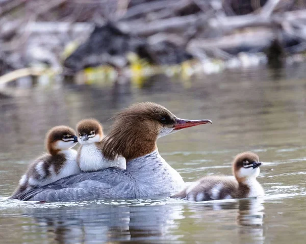 Cute Common Merganser Ducklings Swimming Lake — Stock Photo, Image