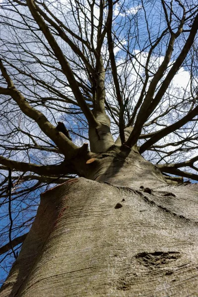 Tiro Ángulo Bajo Árbol Sin Hojas Contra Cielo Azul Nublado — Foto de Stock