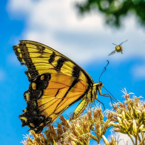 Macro Shot Yellow Black Monarch Butterfly Flower Another Flying Same — Stock Photo, Image