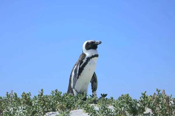 Över Söt Afrikansk Pingvin Mot Blå Klar Himmel — Stockfoto