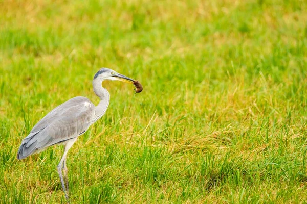 Czapla Szara Ardea Cinerea Łupem Dziobie Łące — Zdjęcie stockowe