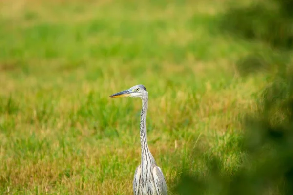 草原の上の灰色のヘロン アルデア シネリア — ストック写真