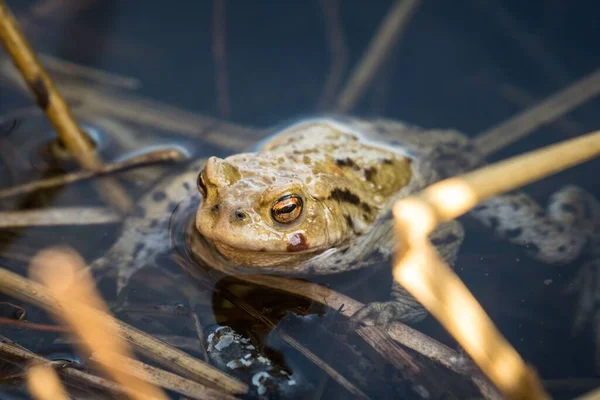 늪에서 수있는 두꺼비의 — 스톡 사진