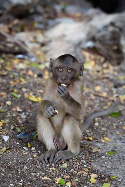 Eine Vertikale Aufnahme Eines Affen Der Yathaypyan Höhle Hpa Myanmar — Stockfoto
