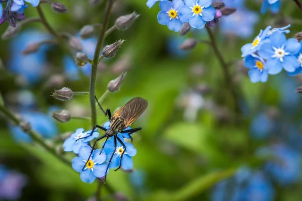 Közelkép Egy Szúnyogról Amint Beporozza Kék Skorpió Fűvirágait — Stock Fotó