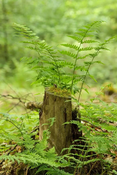 Disparo Vertical Tronco Árbol Con Helechos Crecimiento Bosque —  Fotos de Stock