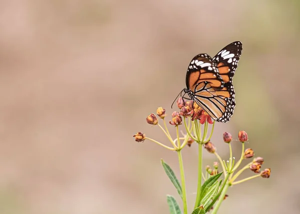 Una Mariposa Tigre Común Una Flor Algodoncillo —  Fotos de Stock