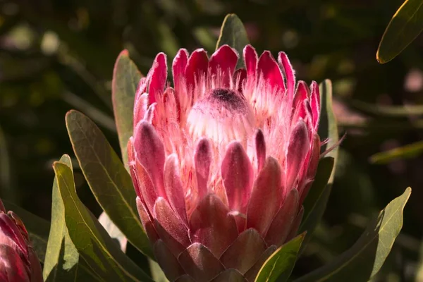 Egy Közeli Kép Egy Gyönyörű Cape Protea Virág Kertben — Stock Fotó