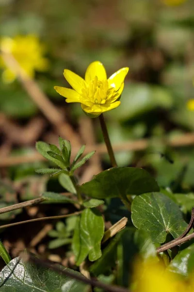 Soft Focus Fig Buttercup Flower Garden — Stock Photo, Image