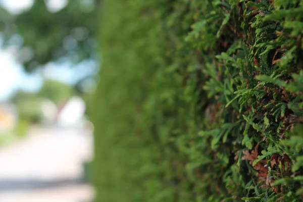 Une Mise Point Sélective Des Feuilles Des Clôtures Des Arbres — Photo