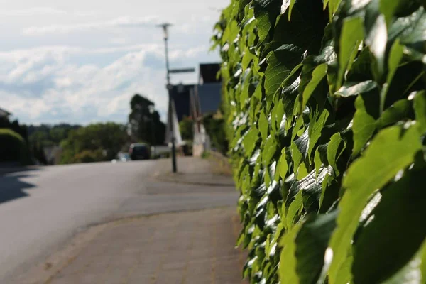 Une Mise Point Sélective Des Feuilles Clôture Mur Arbre Par — Photo