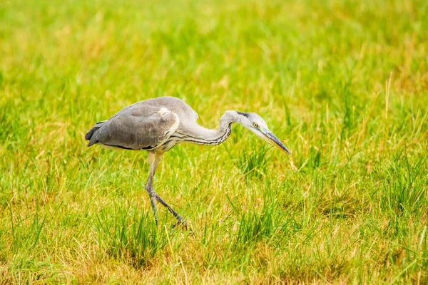 Gray Heron Ardea Cinerea Preying Grass — Stock Photo, Image