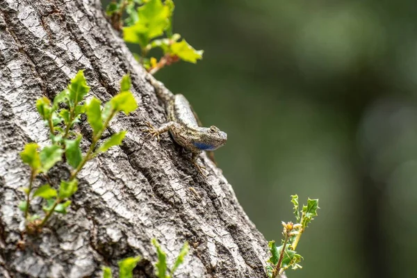 Selective Focus Shot Blue Bellied Lizard Tree Trunk — Stock Photo, Image