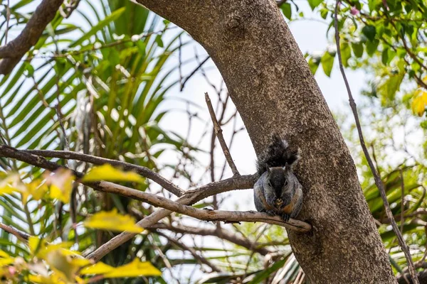 Ein Niedliches Graues Eichhörnchen Sitzt Auf Einem Ast Und Knabbert — Stockfoto