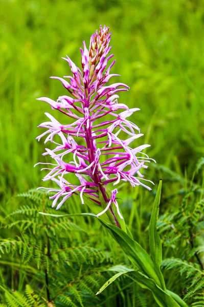 Vertical Shot Naked Man Orchid Garden Day — Stock Photo, Image