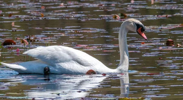 Прекрасный Белый Лебедь Озере Солнечный День — стоковое фото