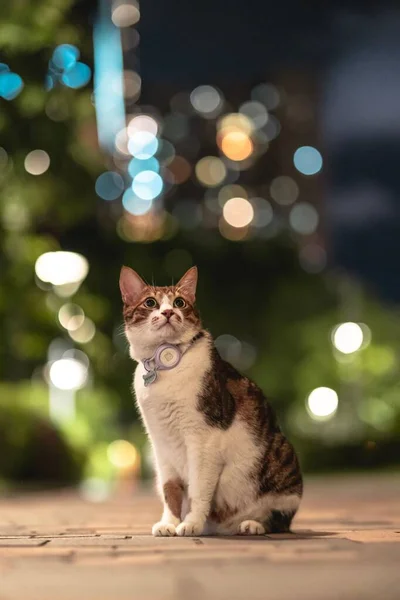 一只可爱的胖乎乎的红白相间的猫坐在户外 独立在一个五彩缤纷的背景上 照片是垂直拍摄的 — 图库照片