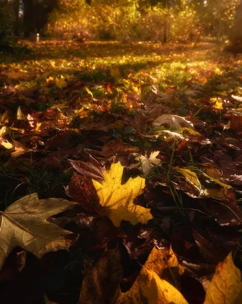 Ein Malerischer Blick Auf Herbstblätter Auf Einem Boden Wald — Stockfoto